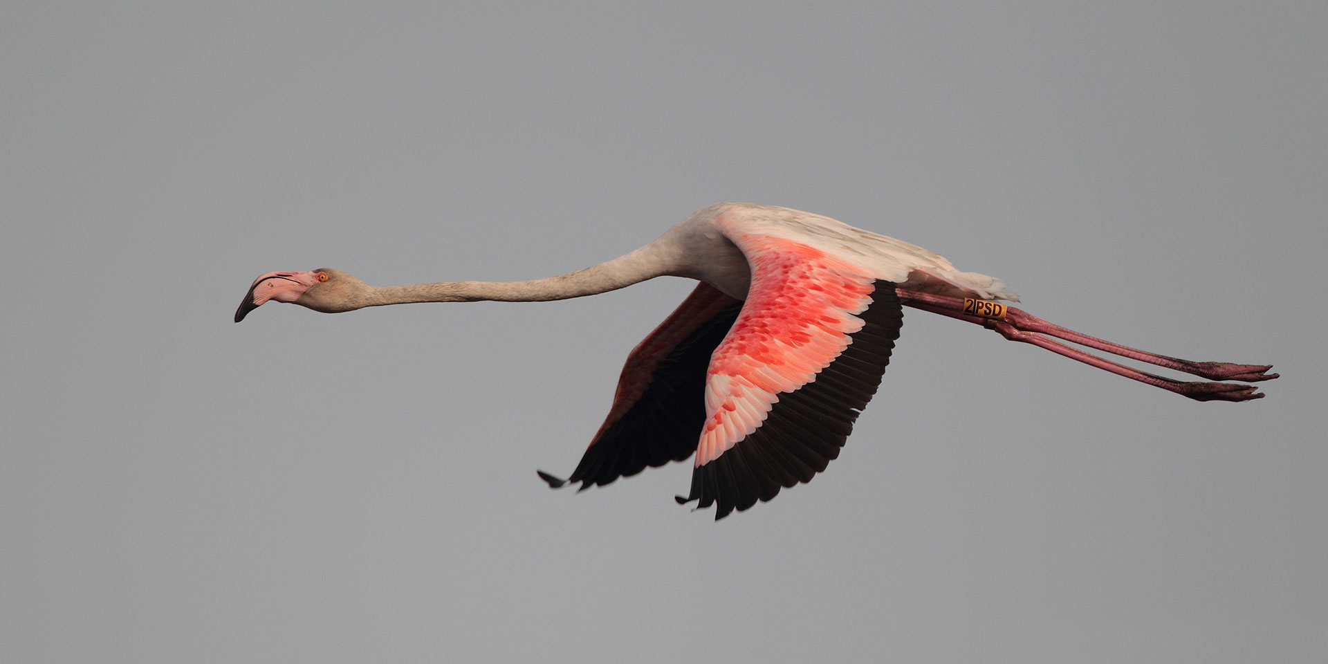 birds & nature tours