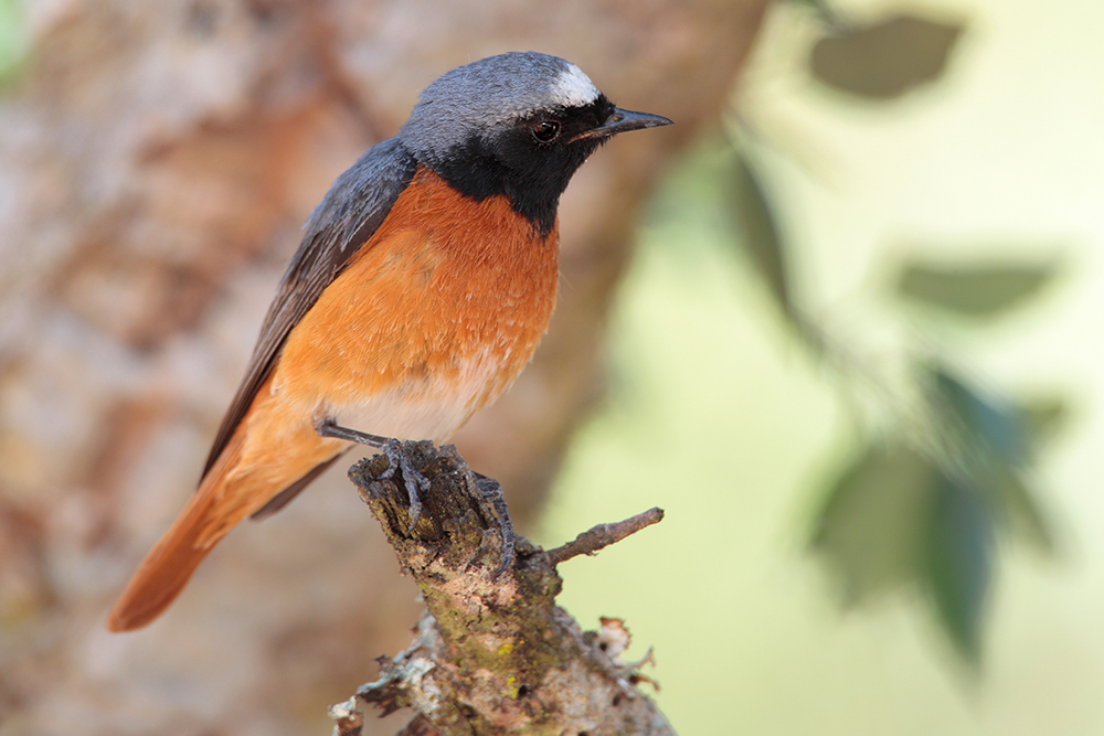 Viagem a Marrocos (montanhas do Atlas e a orla do Saara)