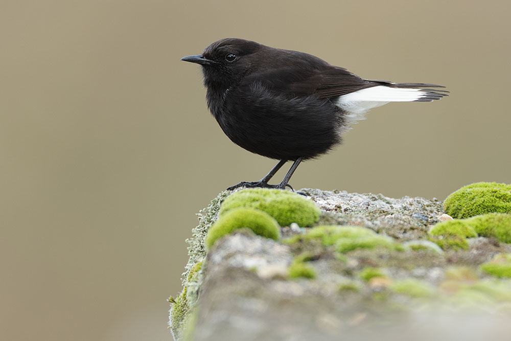 Birdwatching Day Tours from Porto Overview