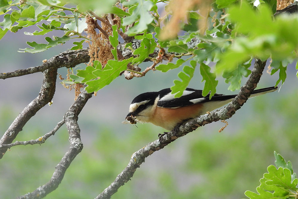 Viagem &agrave; Bulg&aacute;ria