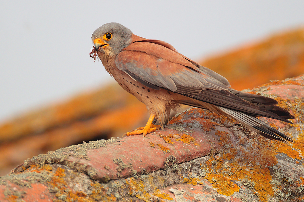 Bird Photography Tours Overview