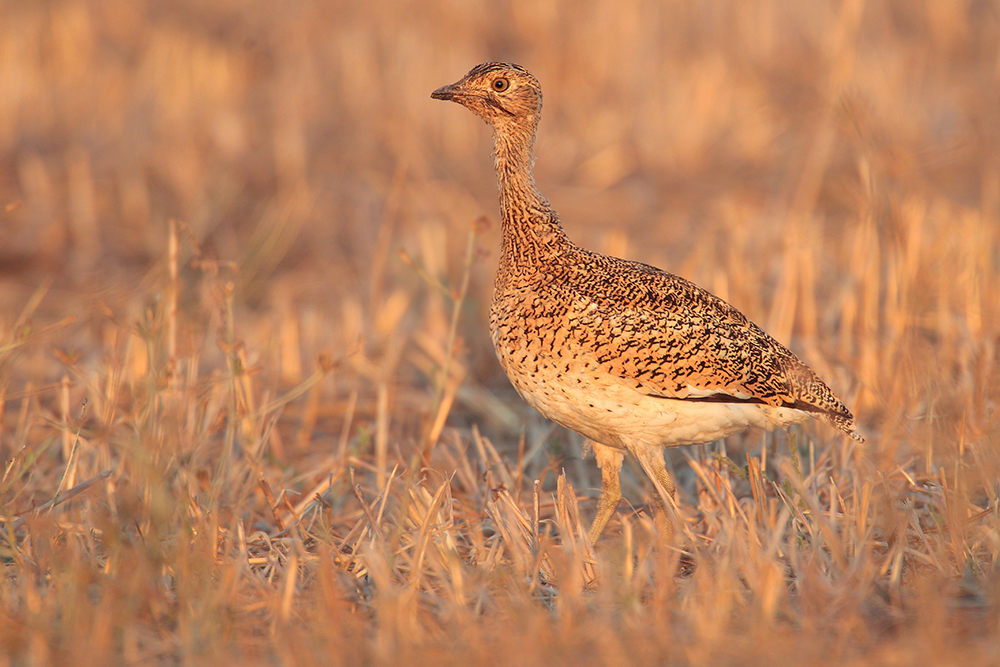 Private Birdwatching Tours in Portugal and Spain