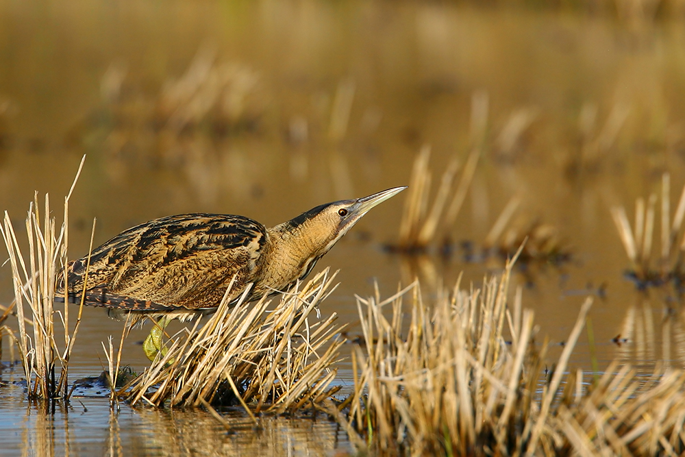 Trips to Other <br>Countries