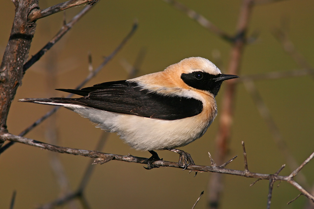 Scheduled Group Birdwatching Tours in Portugal & Spain